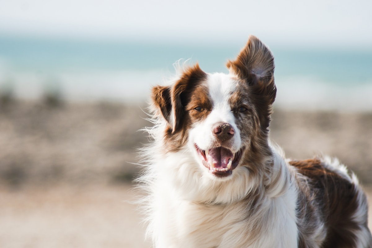 Las Vegas Pet-Friendly Hotels & Travel Guide 2025: Complete Guide for Dogs - Smart Vegas Deals