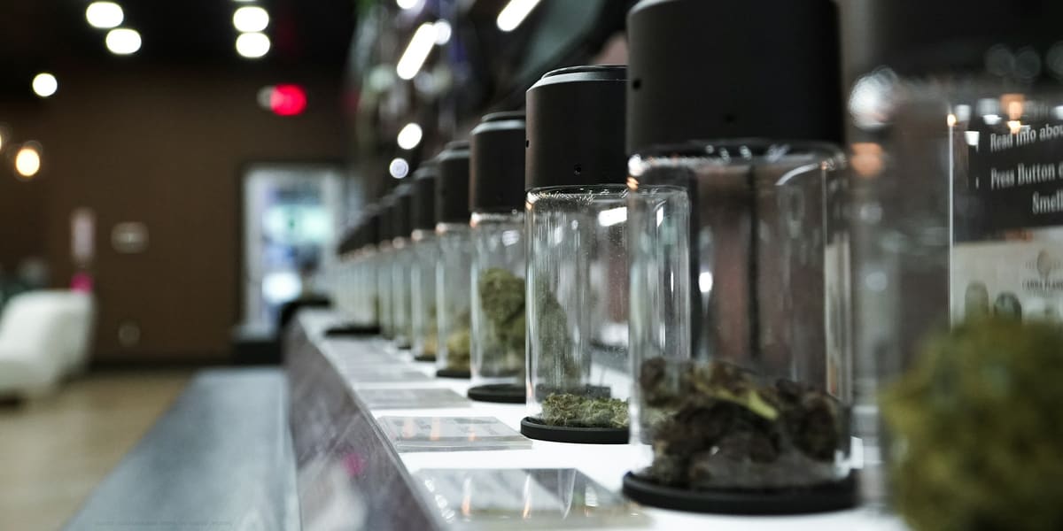 Row of glass display jars holding dried cannabis flower on a dispensary counter