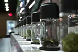 Row of glass display jars holding dried cannabis flower on a dispensary counter