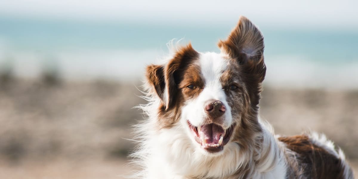 A close-up of a happy brown-and-white dog with floppy ears and an open mouth, photographed outdoors with a blurred beach in the background.