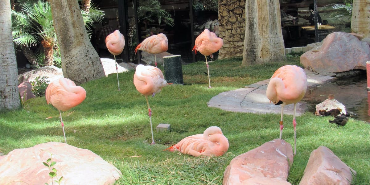 Pink flamingos resting on grass among palm trees and rocks in a garden habitat