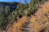 A rocky hiking trail climbing through autumn shrubs and conifers below limestone cliffs