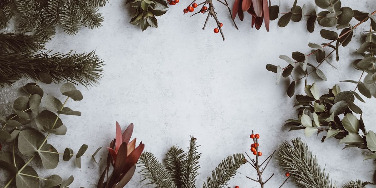 Flat lay of pine branches, eucalyptus leaves and red berry sprigs framing a white background