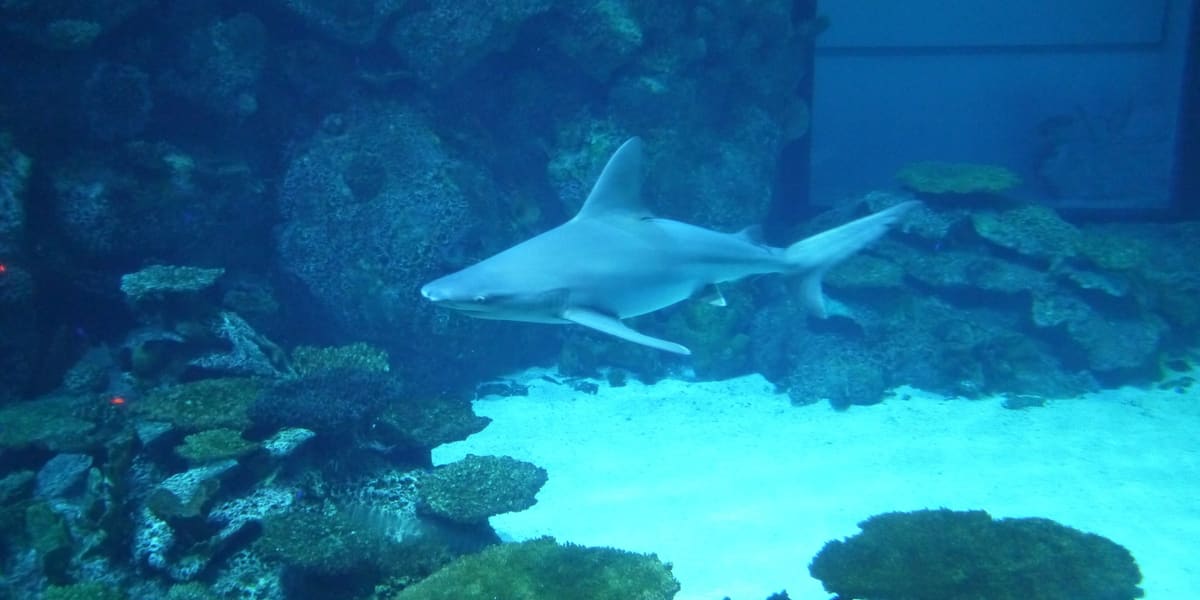 A shark swims over coral in a large tank at Shark Reef Aquarium at Mandalay Bay