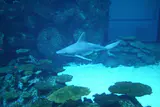 A shark swims over coral in a large tank at Shark Reef Aquarium at Mandalay Bay